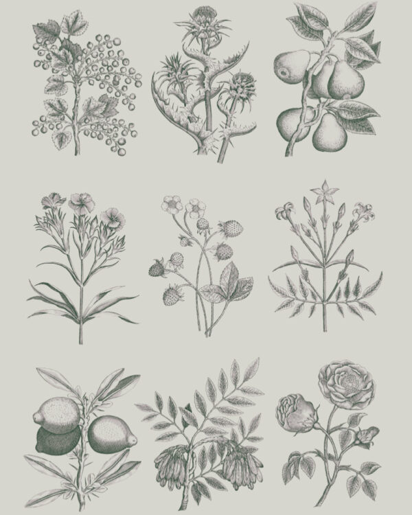 Detailansicht Decoupage Papier "Botanical Drawing" von Annie Sloan und in Zusammenarbeit mit RHS