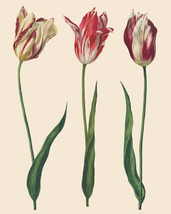 Details des Decoupage Papier "Dutch Tulips" von Annie Sloan in Zusammenarbeit mit RHS